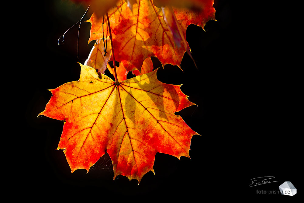 IMG_6457_raw_web_geschuetzt.jpg