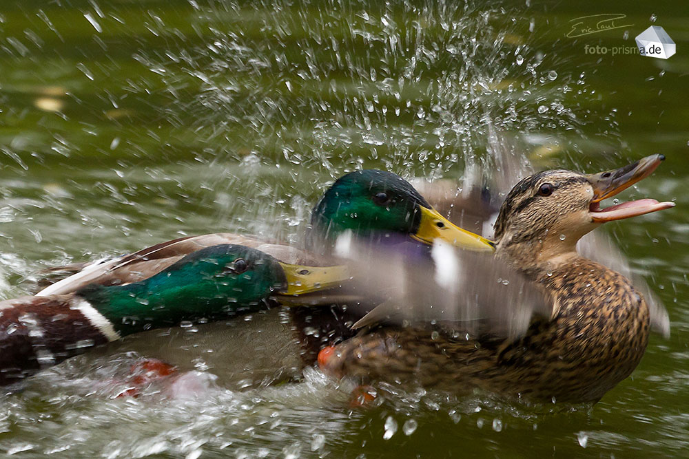 IMG_7014_raw2_web_geschuetzt.jpg
