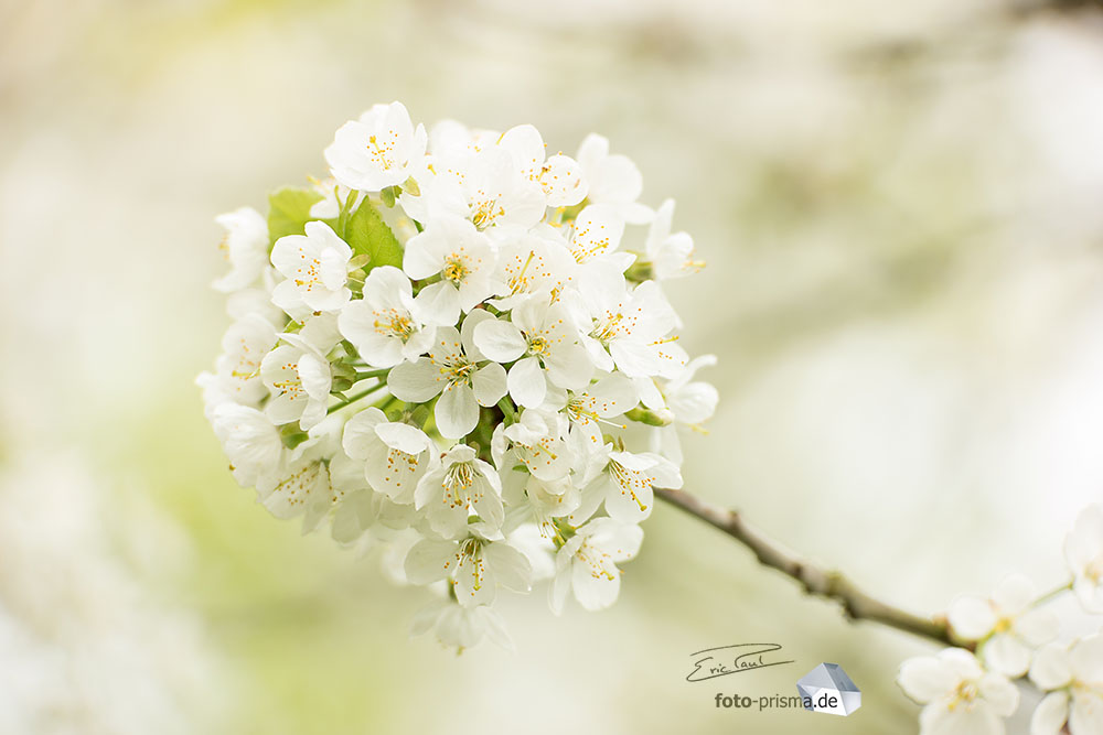 SAM_0157_raw_web_geschuetzt.jpg