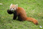 Lecker Bambus! Der Mittags-Snack scheint zu schmecken. (Foto: Eric)
