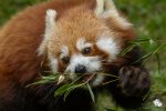 Ein roter Panda lässt's sich schmecke (Foto: Eric)