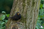 Lautstark piepte eine Amsel den gesamten Innehof zu (Foto: Eric)