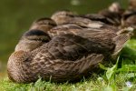 Die Entenjungtiere aus dem letzten Jahr liegen verschlafen am Teichrand (Foto: Eric)