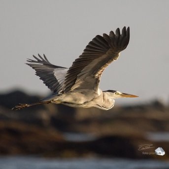 Ein Reiher fliegt am Abend am Strand entlang (Foto: Eric)