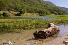 Wadis sind Süßwasserquellen, die grüne Oasen erschaffen (Foto: Eric)
