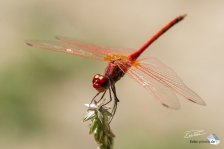 Feuerrote Libellen sind oft in der Nähe der Wadis zu finden (Foto: Eric)