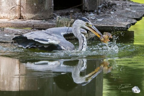 Für manche Fotos wartet man lange - für dieses habe ich zwei Vormittage benötigt (Foto: Eric)