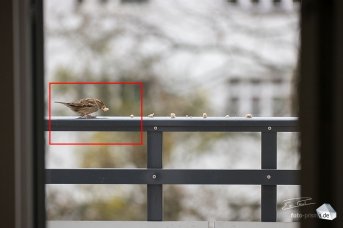 Dank 28 Megapixel sind starke Vergrößerungen möglich (Foto: Eric)