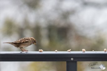 Den richtigen Augenblick einzufangen, ist mit der NX1 danke 15 fps und Tracking-Fokus kein Problem (Foto: Eric)