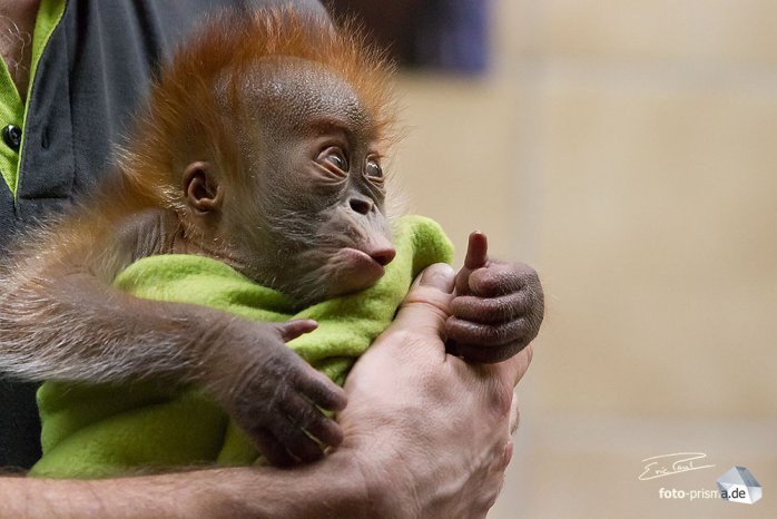 Die kleine Rieke ist sehr neugierig (Foto: Eric)