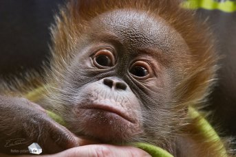 Das Orang-Utan-Baby wurde von seiner Mutter abgelehnt... (Foto: Eric)