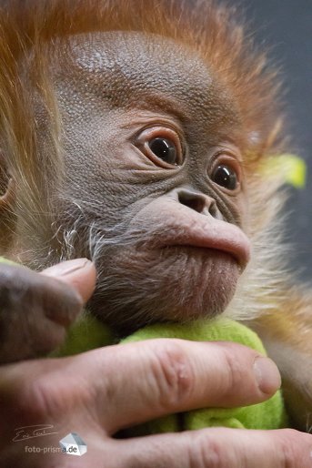 Nur durch die intensive Pflege konnte der kleine Affe überleben (Foto: Eric)