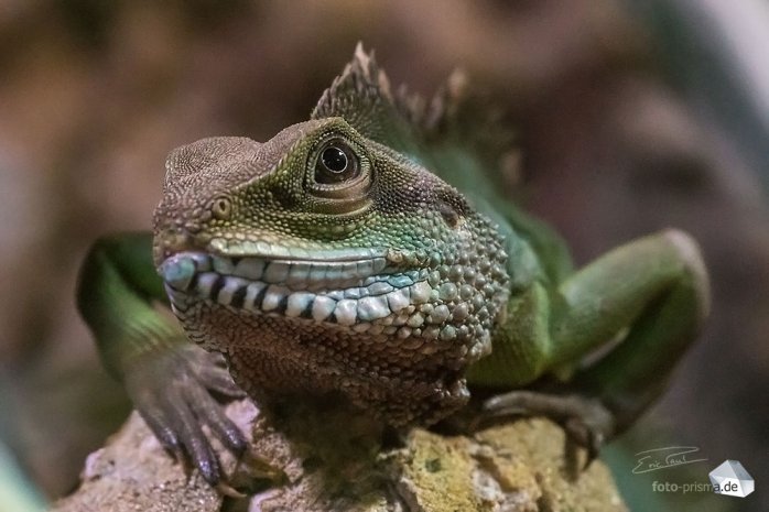 Leuchtstoffröhren erzeugen flackerndes Licht, doch der integrierte Anti-Flicker-Modus verzögert das Auslösen, bis das Licht seine maximale Intensität erreicht hat – praktisch in einem Terrarium! (Foto: Eric)
