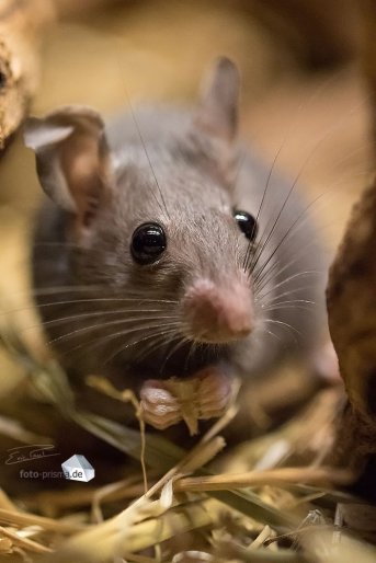 Schnelle Bewegungen? Kein Problem für die EOS 7D Mark II: das Fokussystem verrichtet herrvorragende Arbeit (Foto: Eric)