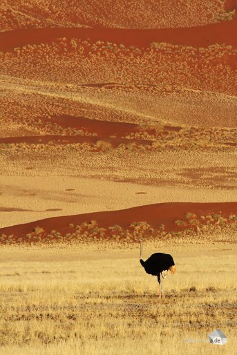 Majestätisch steht dieser Strauß von den sich auftürmenden Dünen des Sossusvlei (Foto: Eric)