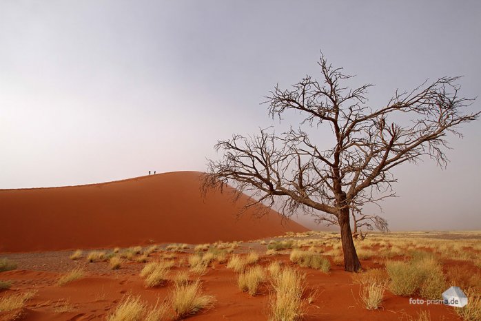 Die brühmte Düne 45 wird von einigen wenigen Bäumen flankiert (Foto: Eric)
