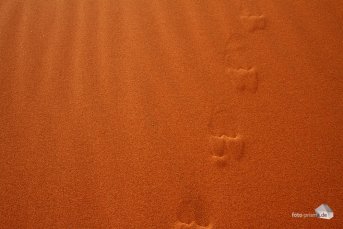 Tiere hinterlassen Spuren im Sand, doch sind sie nur von kurzer Dauer – der Wind verwischt sie zusehends (Foto: Eric)