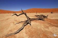 Seit über 800 Jahren brennt die Sonne die Bäume aus (Foto: Eric)