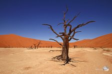 Das Dead Vlei mit seinen vertrockneten Akazien besitzt eine besondere Magie (Foto: Eric)