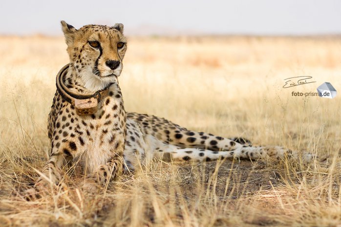 Einer der tollsten Momente in 2015 - Spaziergang mit Gepard beim CCF (Foto: Eric Paul)