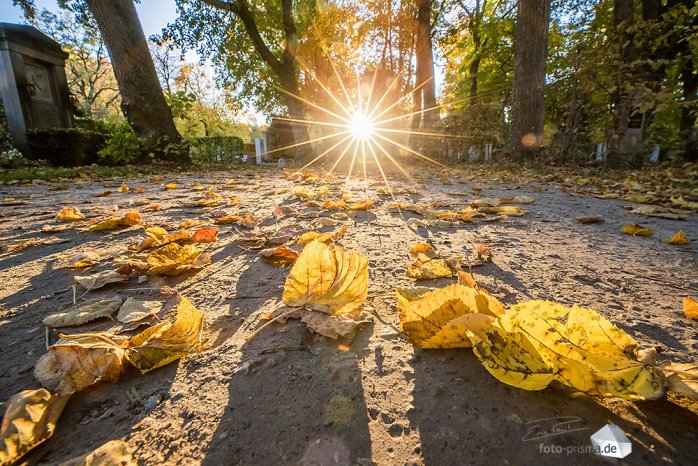 Laub am Boden kann am besten aus der Froschperspektive inszeniert werden. (Foto: Eric Paul)