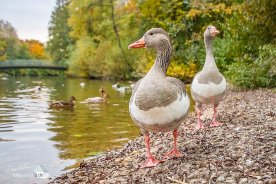 Der Ostpark in München ist ein Idyll der Ruhe. Scheulose Gänse stehen im Ostpark am Teich. (Foto: Eric Paul)