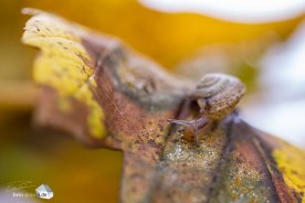 Auf herbstlichem Laub wirkst auch eine Schnecke farblich viel interessanter als zu anderen Jahreszeiten. (Foto: Eric Paul)