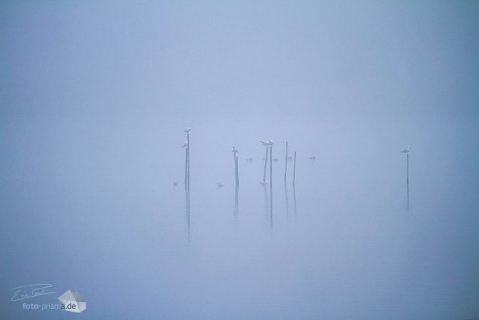 Nebel erzeugt Minimalismus und nur wenige zusätzliche Details sind für ein Gesamtwerk notwendig. (Foto: Eric Paul)